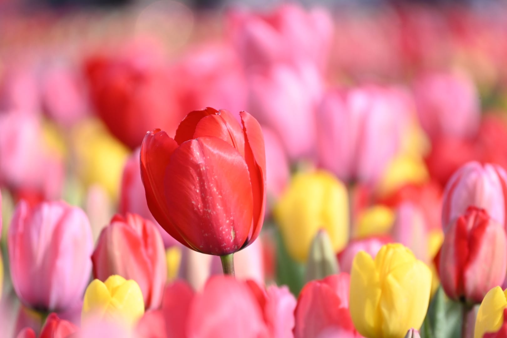 De lente is weer begonnen en de bloembollen bloeien